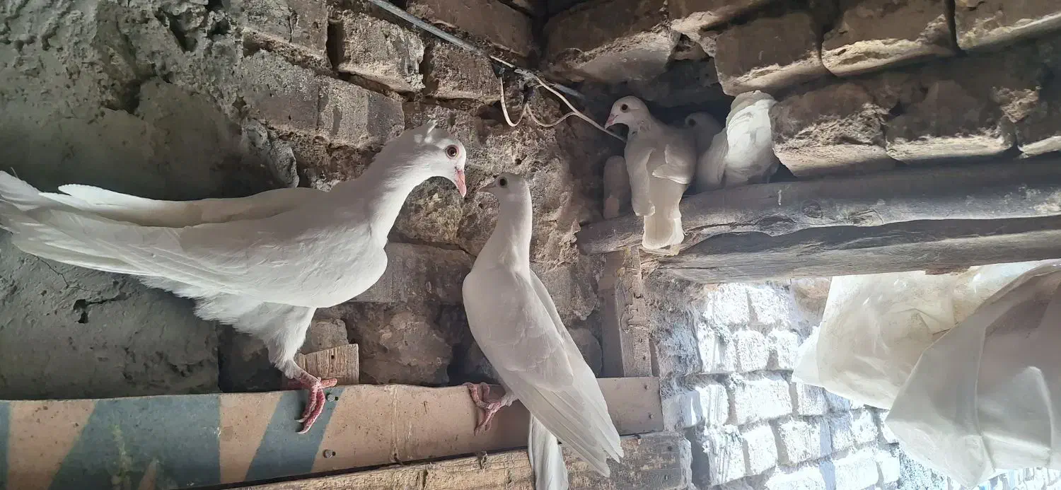 فروش کبوتر یا معاوضه با بلدرچین|پرنده|کشکوئیه, |دیوار