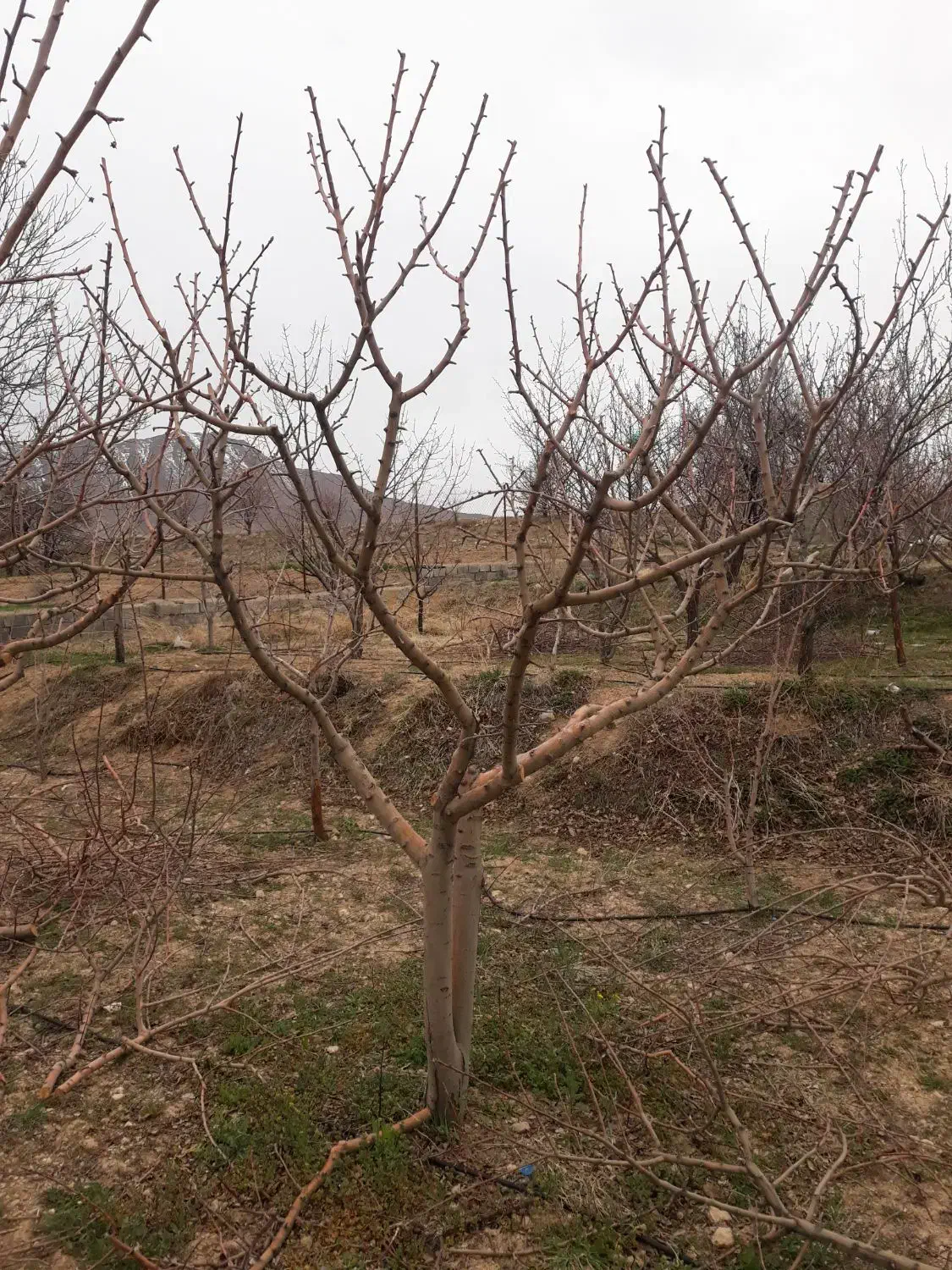 باغبانی ودرختکاری|خدمات باغبانی و درختکاری|خمین, |دیوار