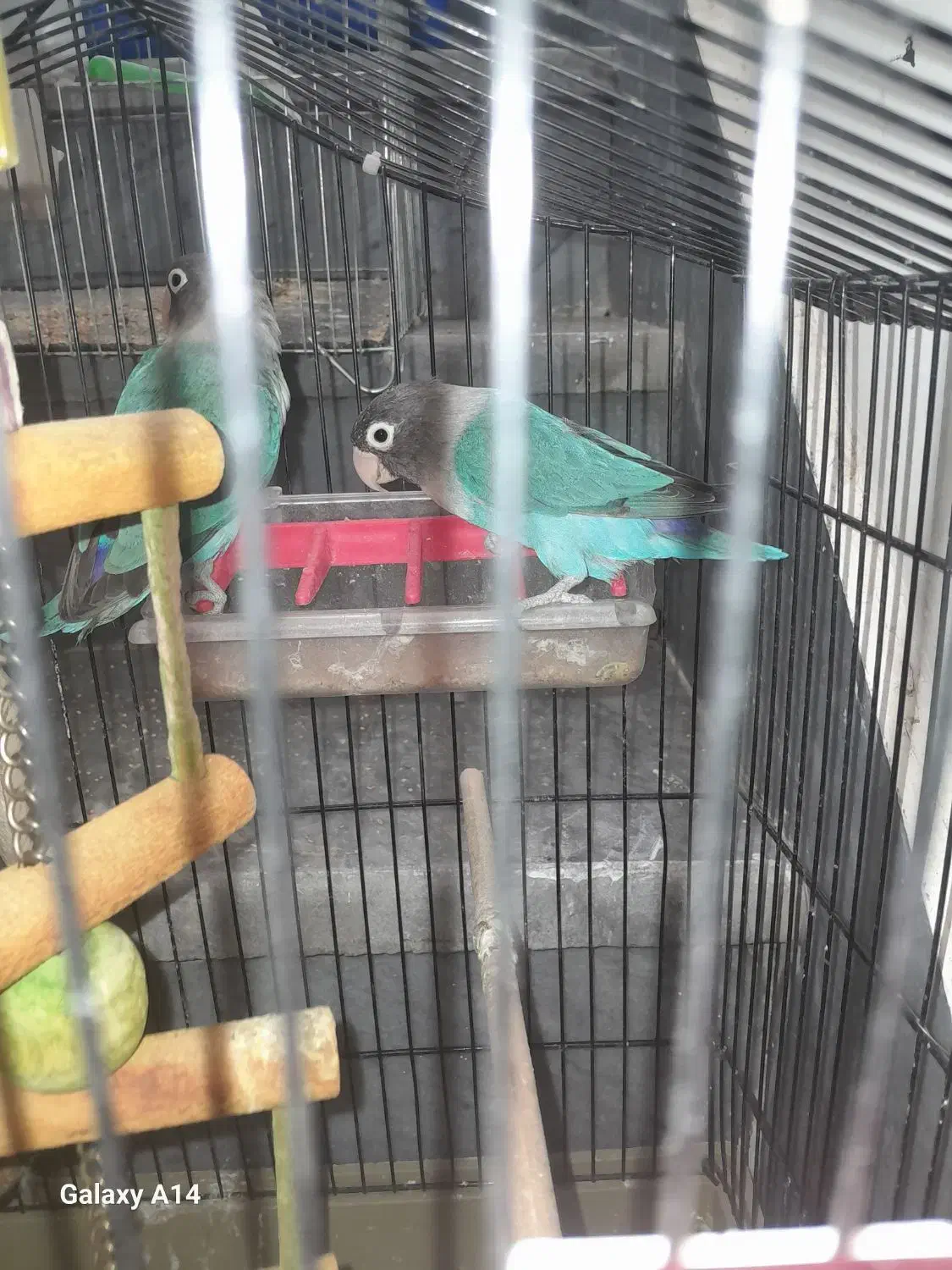 کوتله برزیلی|پرنده|شیراز, دشت چنار|دیوار