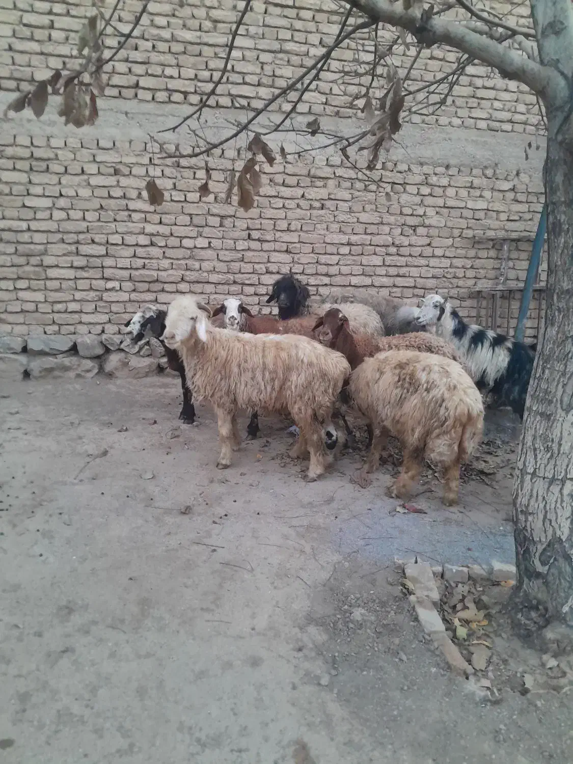 حیوانات مزرعه|حیوانات مزرعه|داران, |دیوار