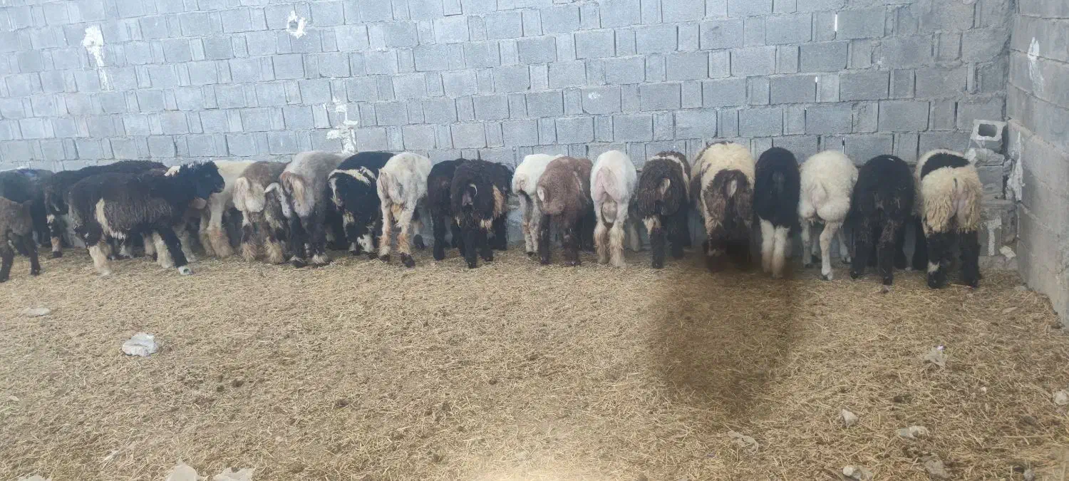 بره پای پروار|حیوانات مزرعه|وحدتیه, |دیوار