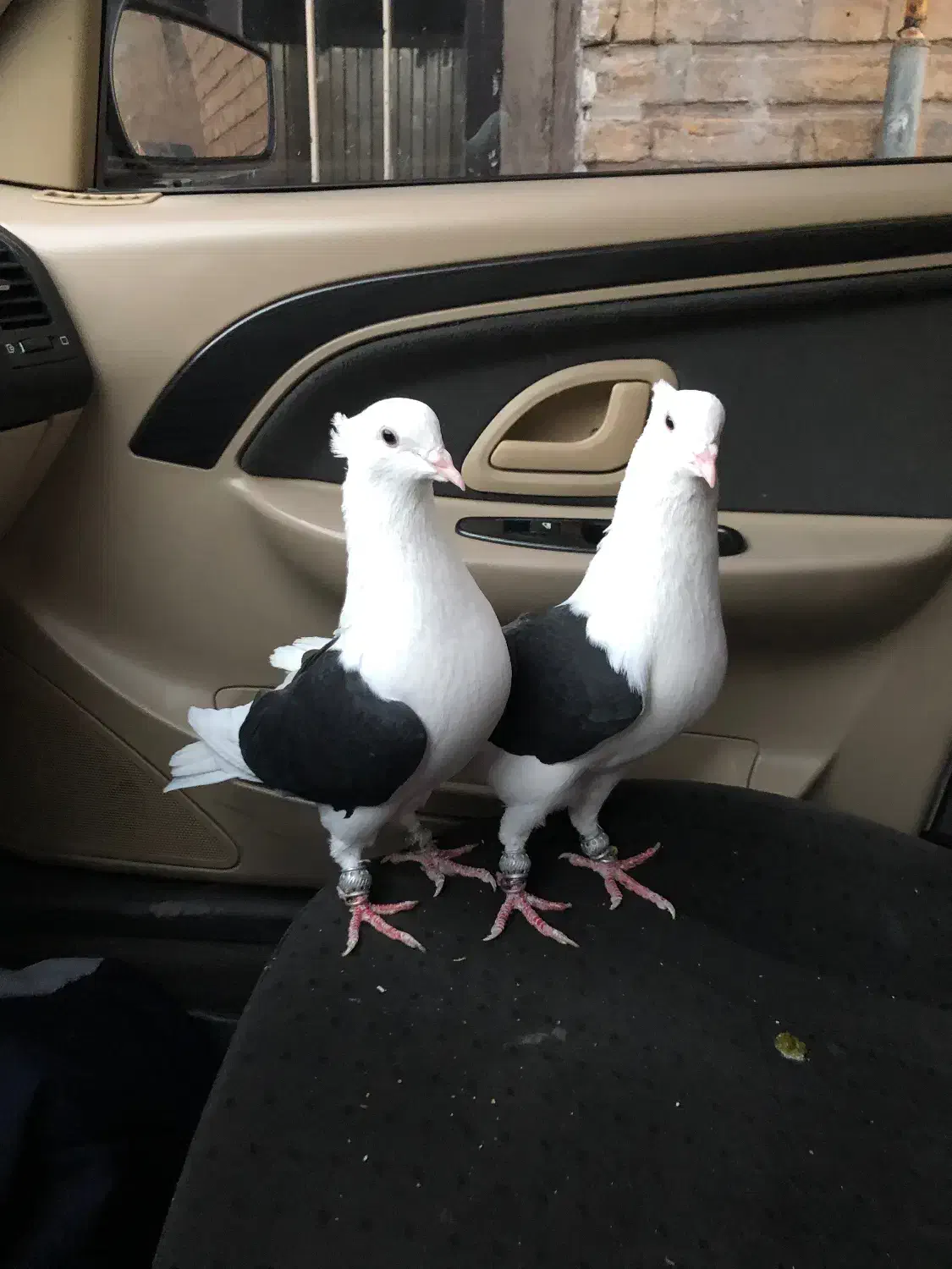 کبوتر پشت دار|پرنده|تاکستان, |دیوار