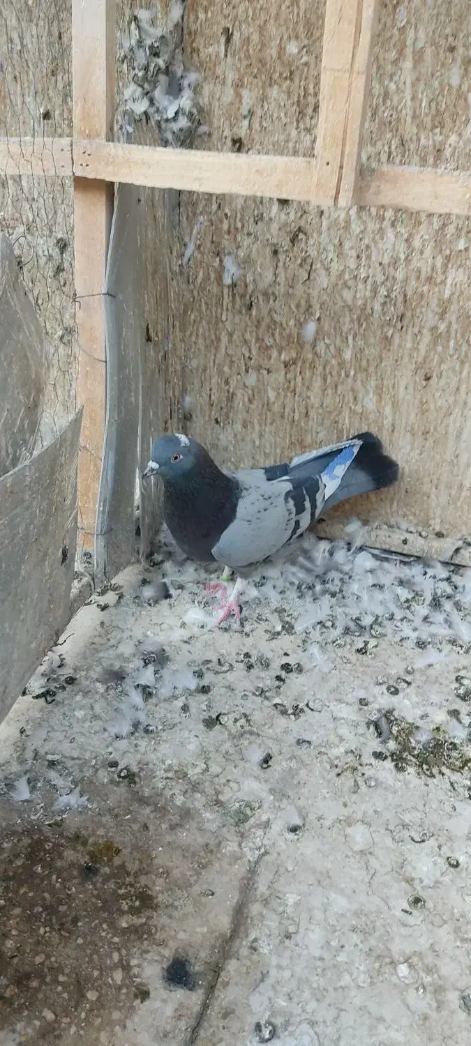 کبوتر غریبگیری|پرنده|تهران, شادآباد|دیوار