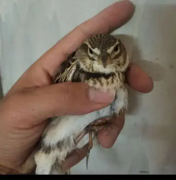 سهره خاکی|پرنده|تبریز, |دیوار