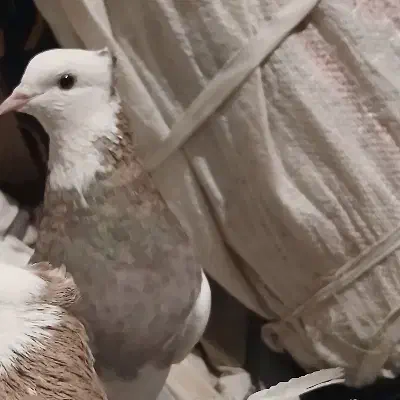 گمشده|پرنده|ایوان, |دیوار