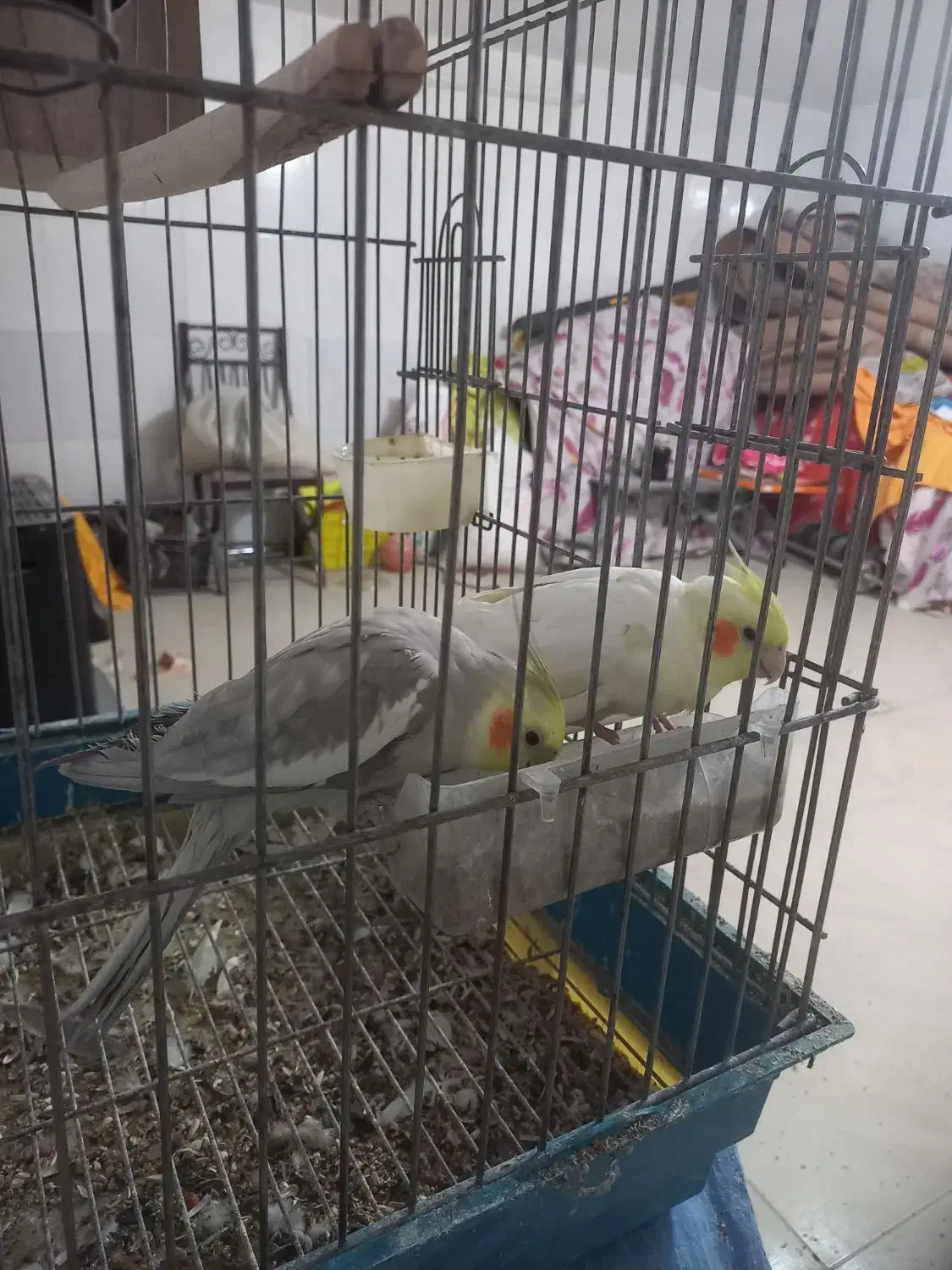 عروس هلندی|پرنده|خمینی‌شهر, |دیوار