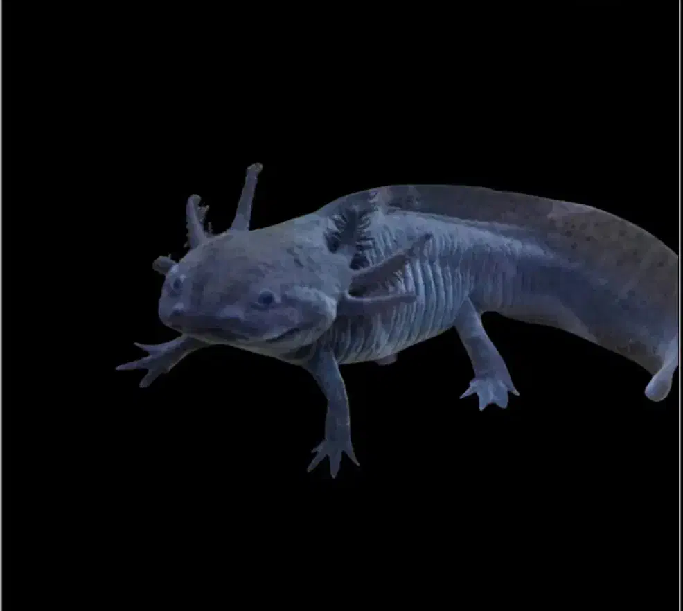 گیاه طبیعی|ماهی|اهواز, کوی سعدی|دیوار