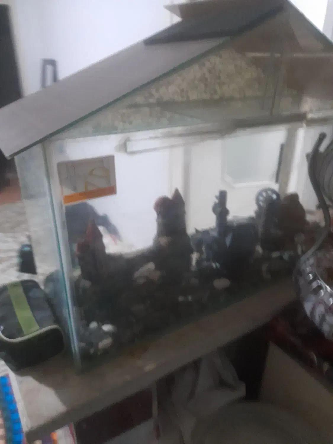 آکواریوم|ماهی|تاکستان, |دیوار