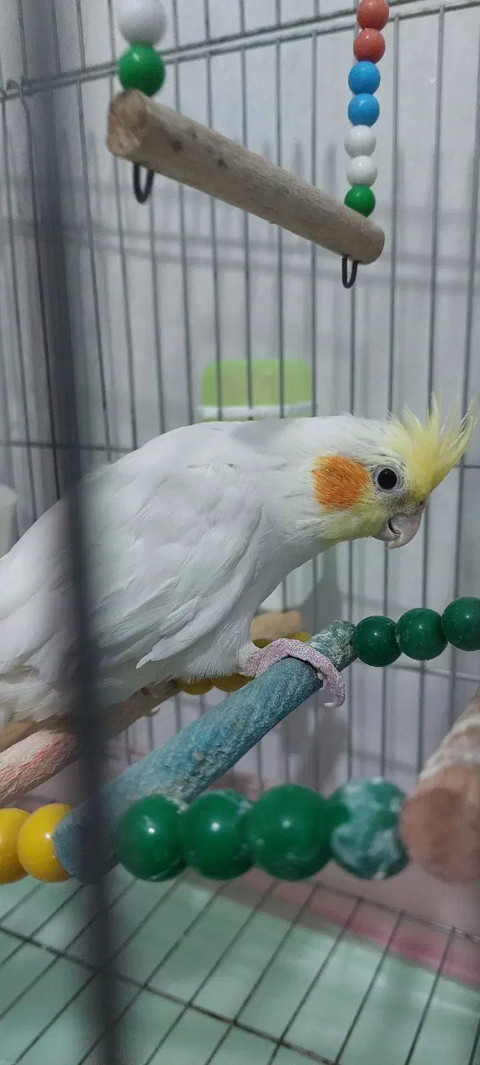 عروس هلندی|پرنده|کرمانشاه, |دیوار