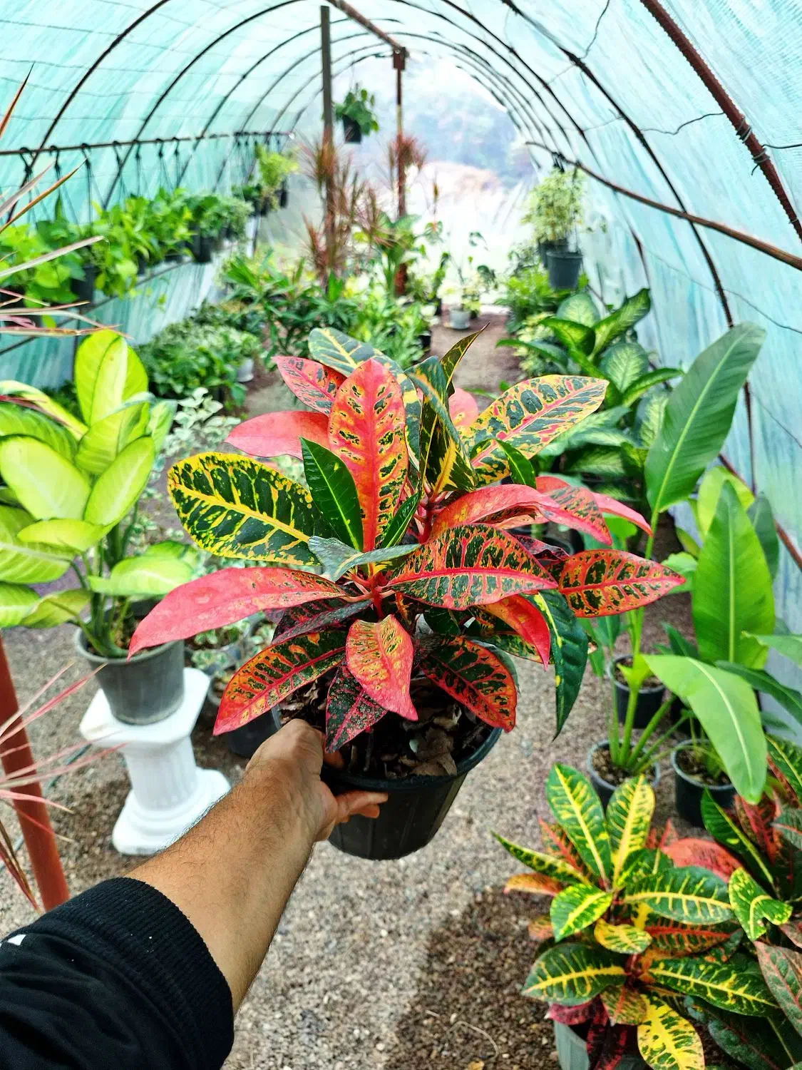 کروتون|گل و گیاه طبیعی|طاهرگوراب, |دیوار