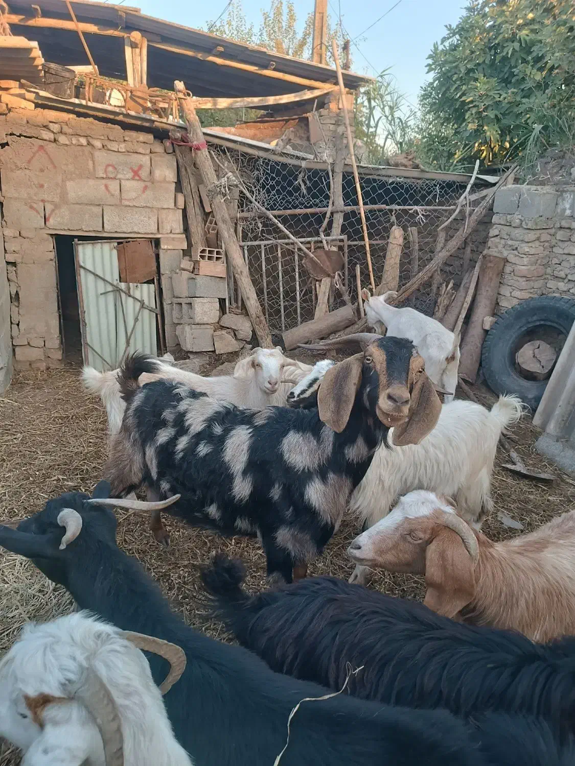 بز ماده|حیوانات مزرعه|فاضل آباد, |دیوار