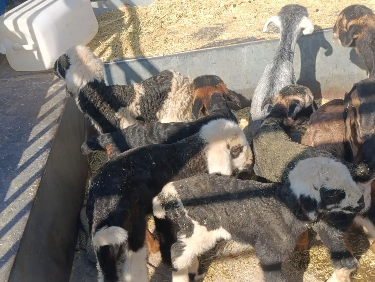 کهره بره شیری|حیوانات مزرعه|شیراز, کوشک بیدک|دیوار