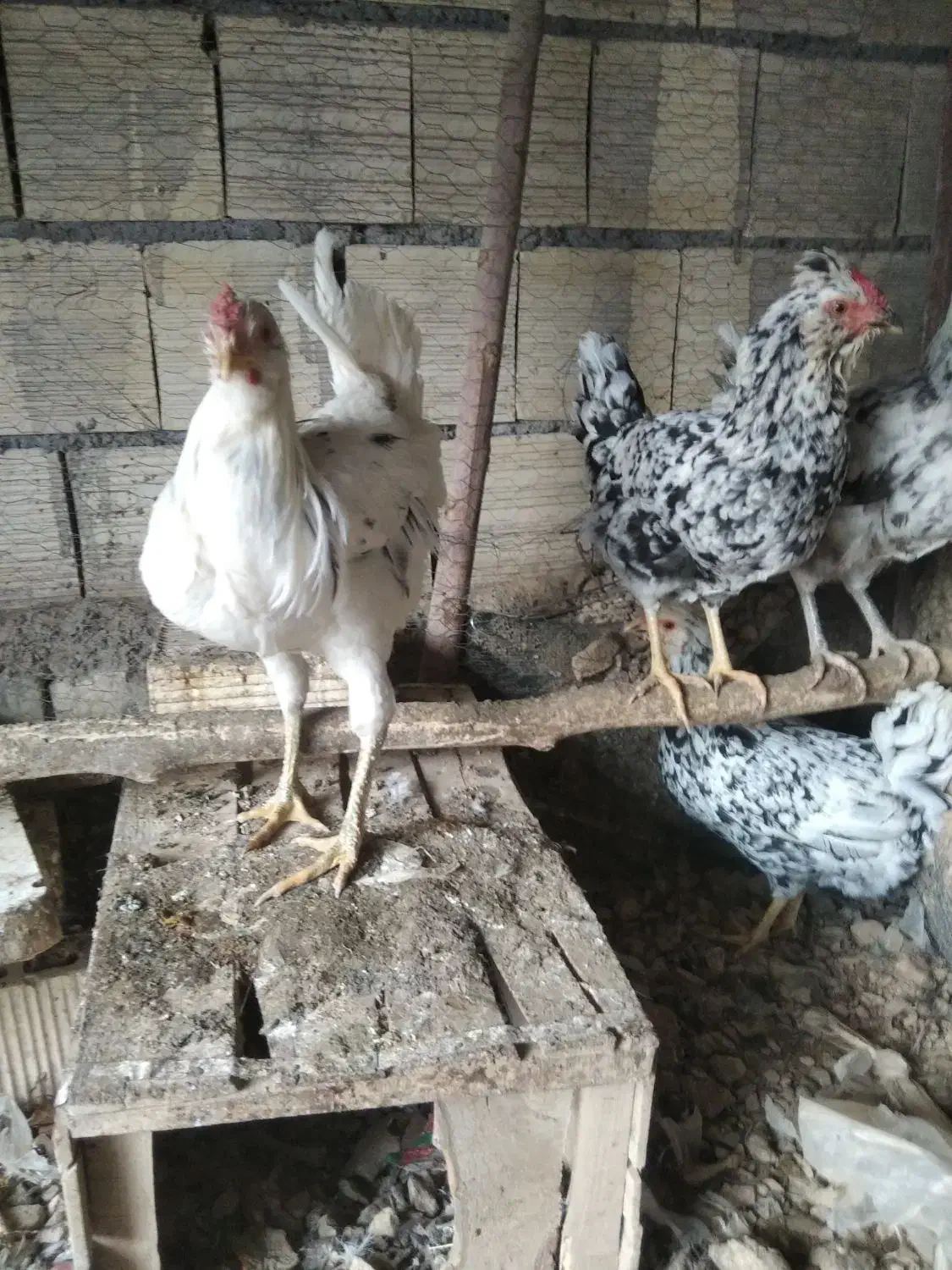 مرغ و خروس گلین طوسی چهل تاج ریش کاکل فول|حیوانات مزرعه|اصفهان, بهارستان|دیوار