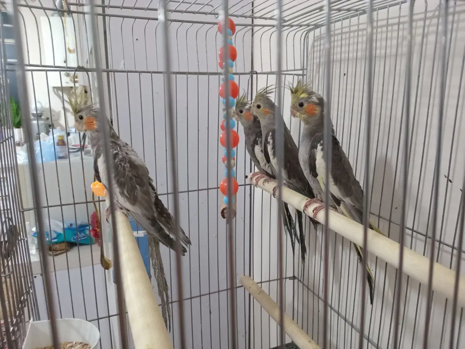 جوجه عروس هلندی|پرنده|کرج, کارخانه قند|دیوار