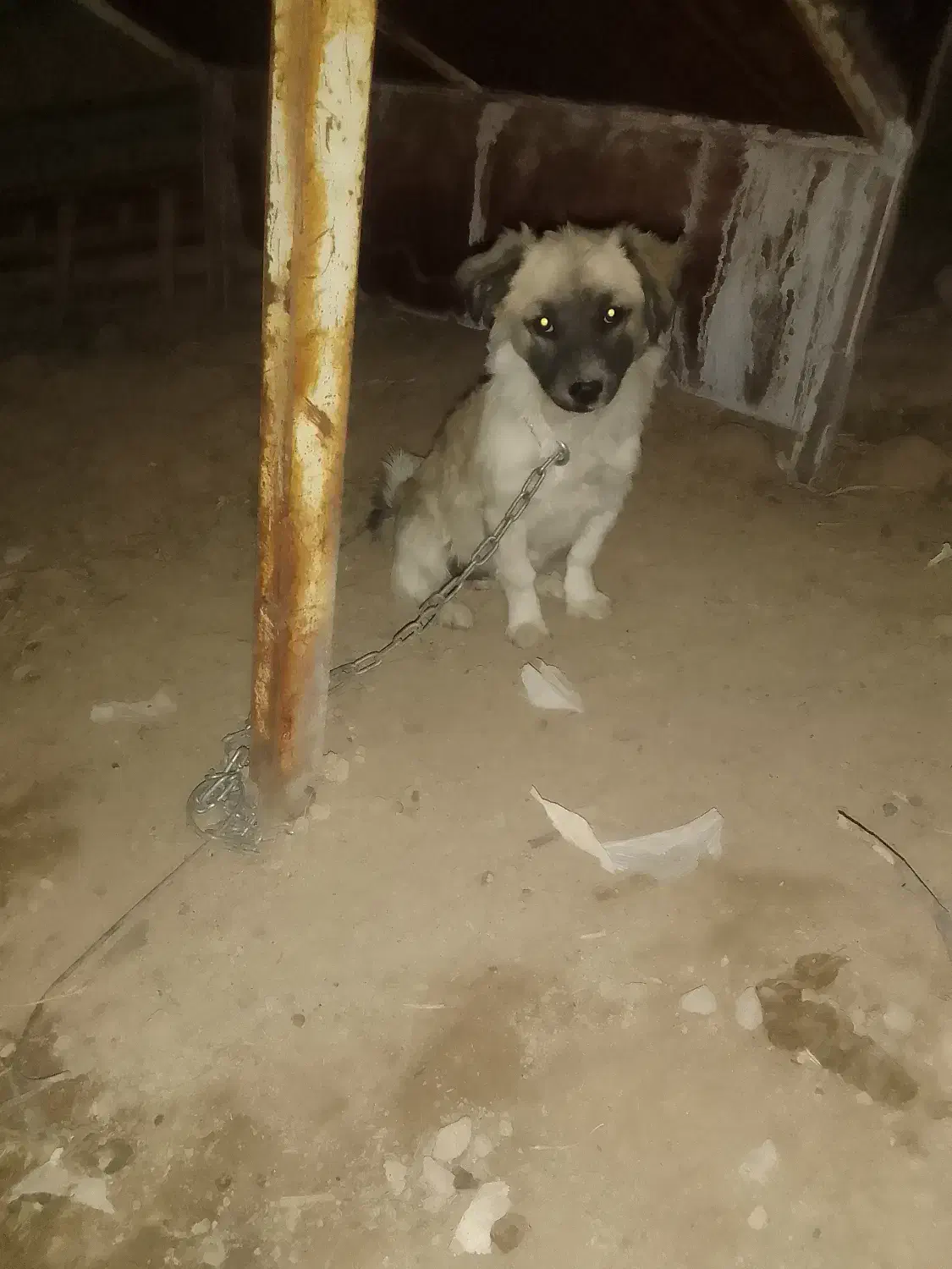 واگذاری سگ خانگی|سگ|اراک, |دیوار