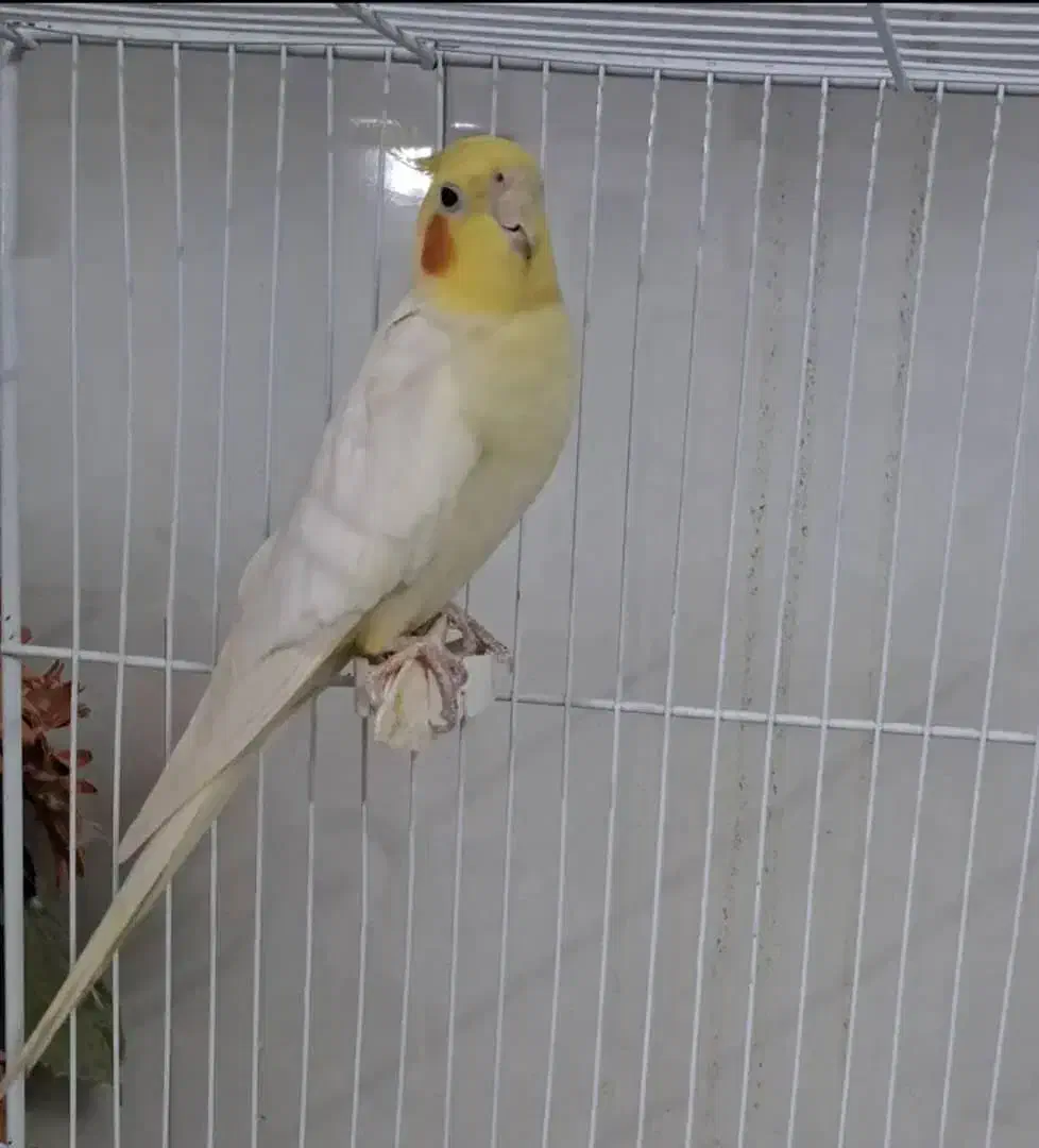 عروس بالغ نر لوتینو شاه تخم|پرنده|تبریز, |دیوار