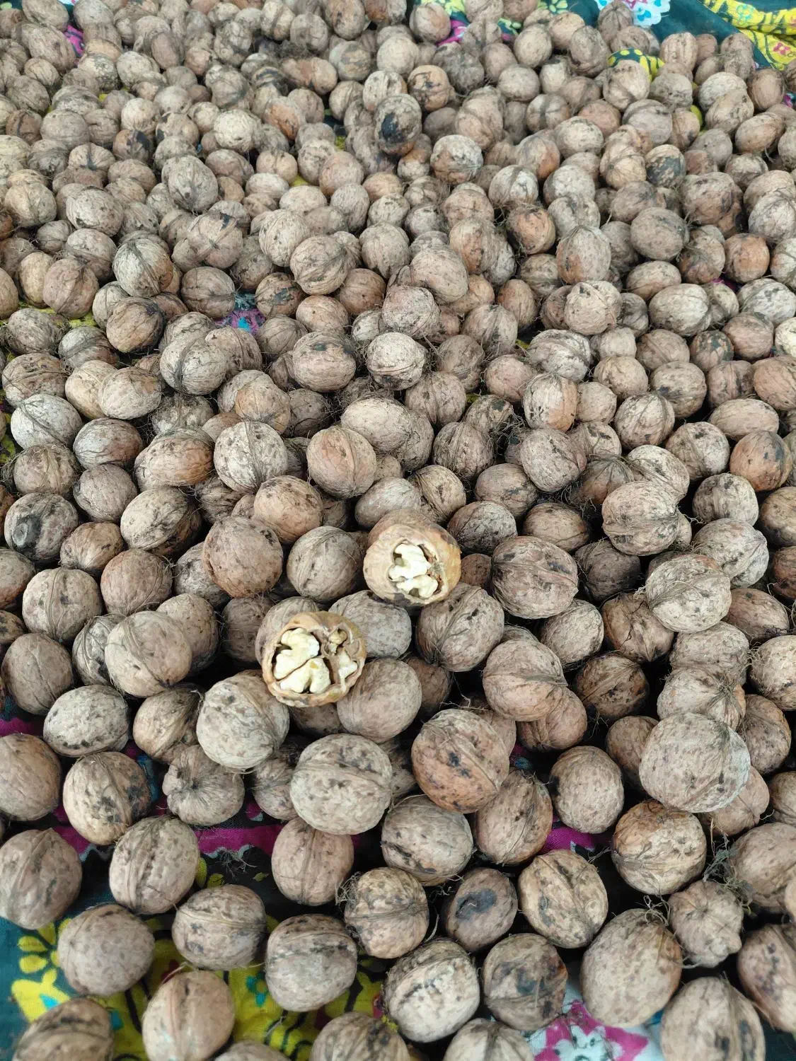 گردو|خوردنی و آشامیدنی|مشگین شهر, |دیوار