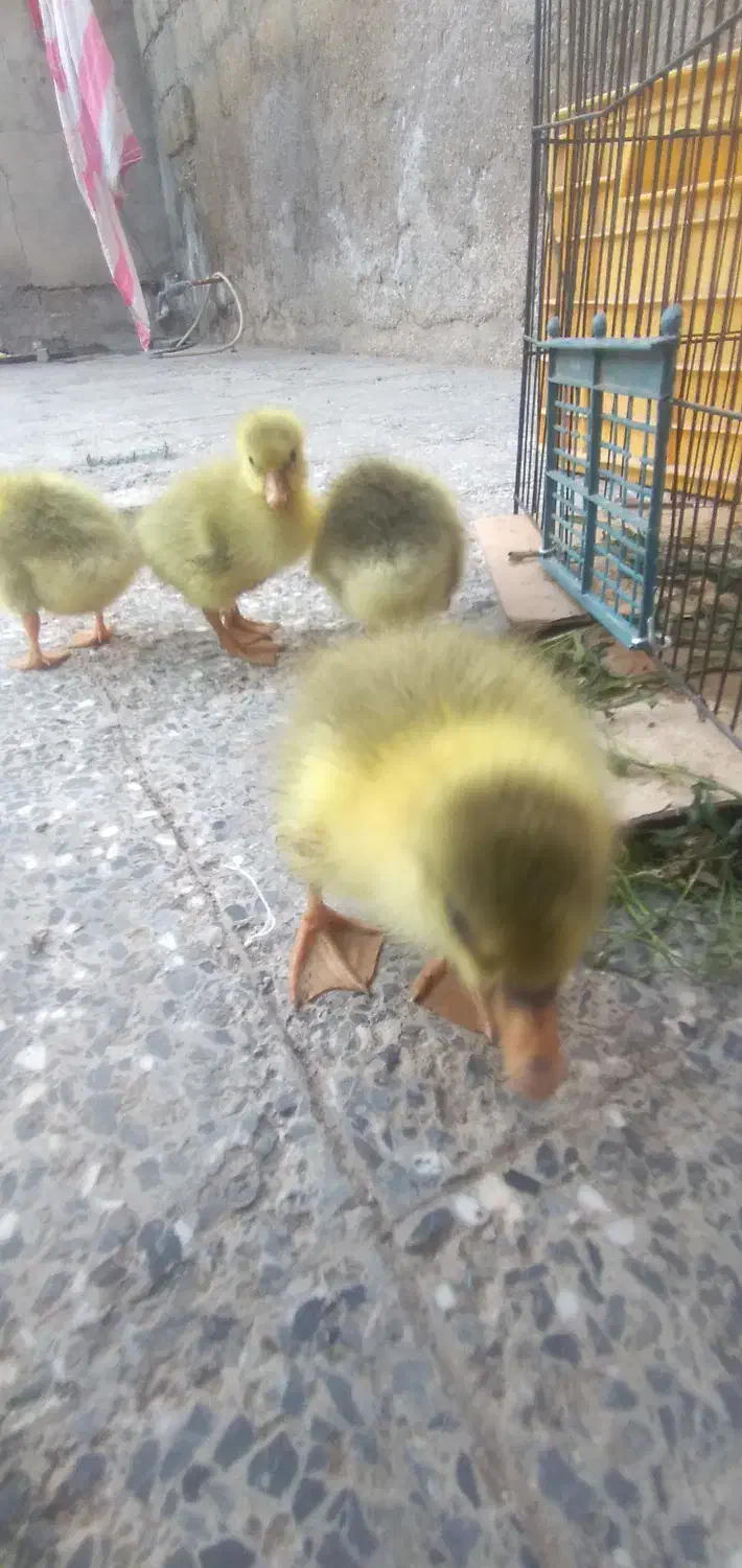 جوجه غاز|حیوانات مزرعه|سوسنگرد, |دیوار