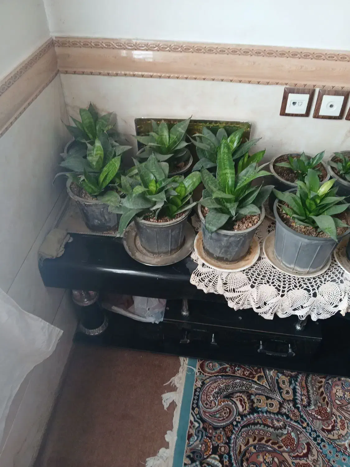 گل های سالم وزیبا|گل و گیاه طبیعی|رامجین, |دیوار