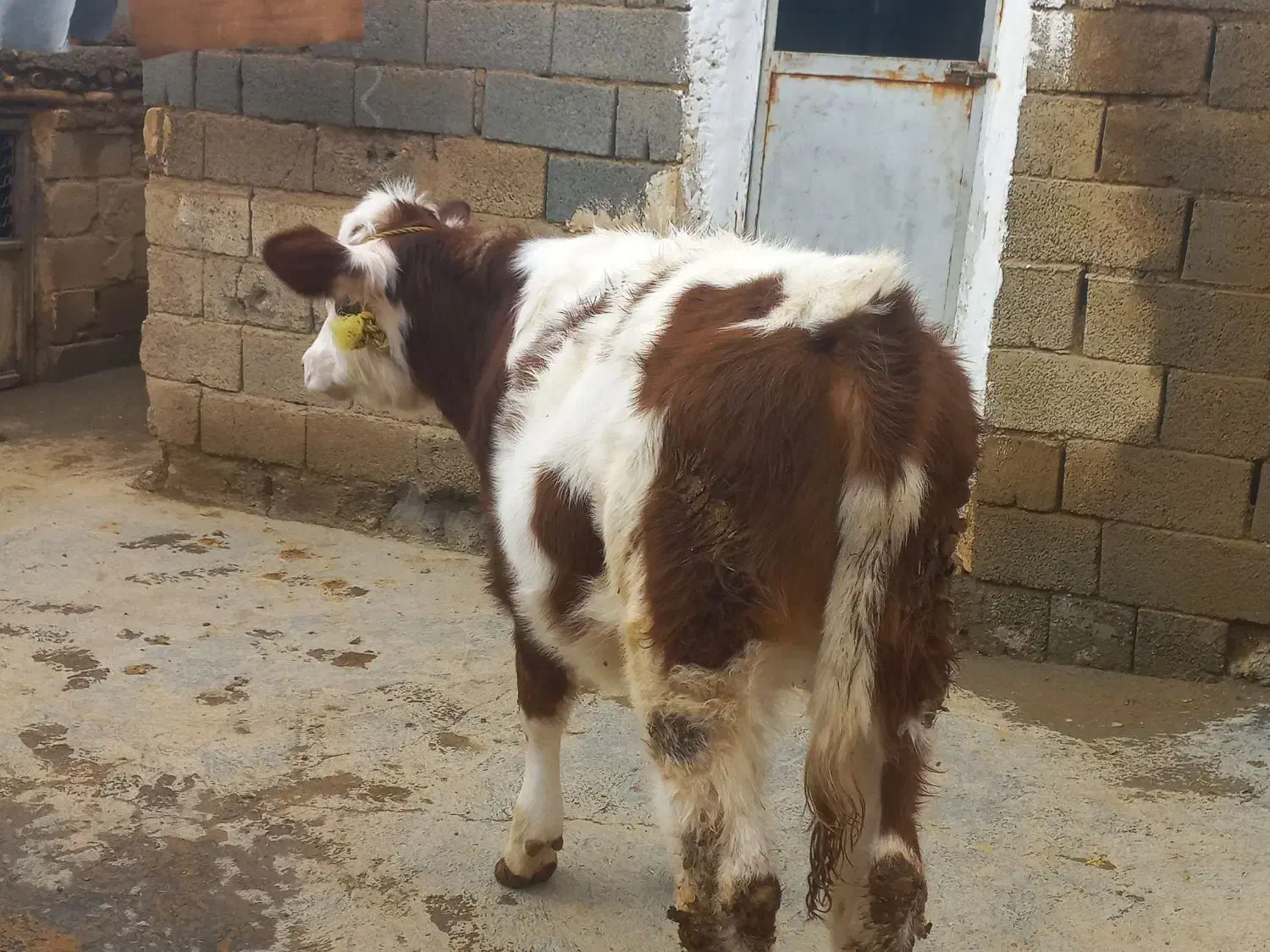 گوساله ماده سیمینتال|حیوانات مزرعه|دیواندره, |دیوار