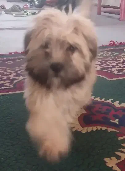 سگ شیتزو  پامرین|سگ|فسا, |دیوار