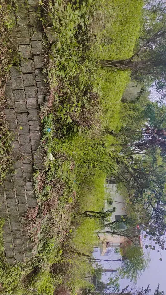 فروشی زمین۲۶۱متر باکاربری مسکونی سند تک برگ|فروش زمین و ملک کلنگی|کلاچای, |دیوار