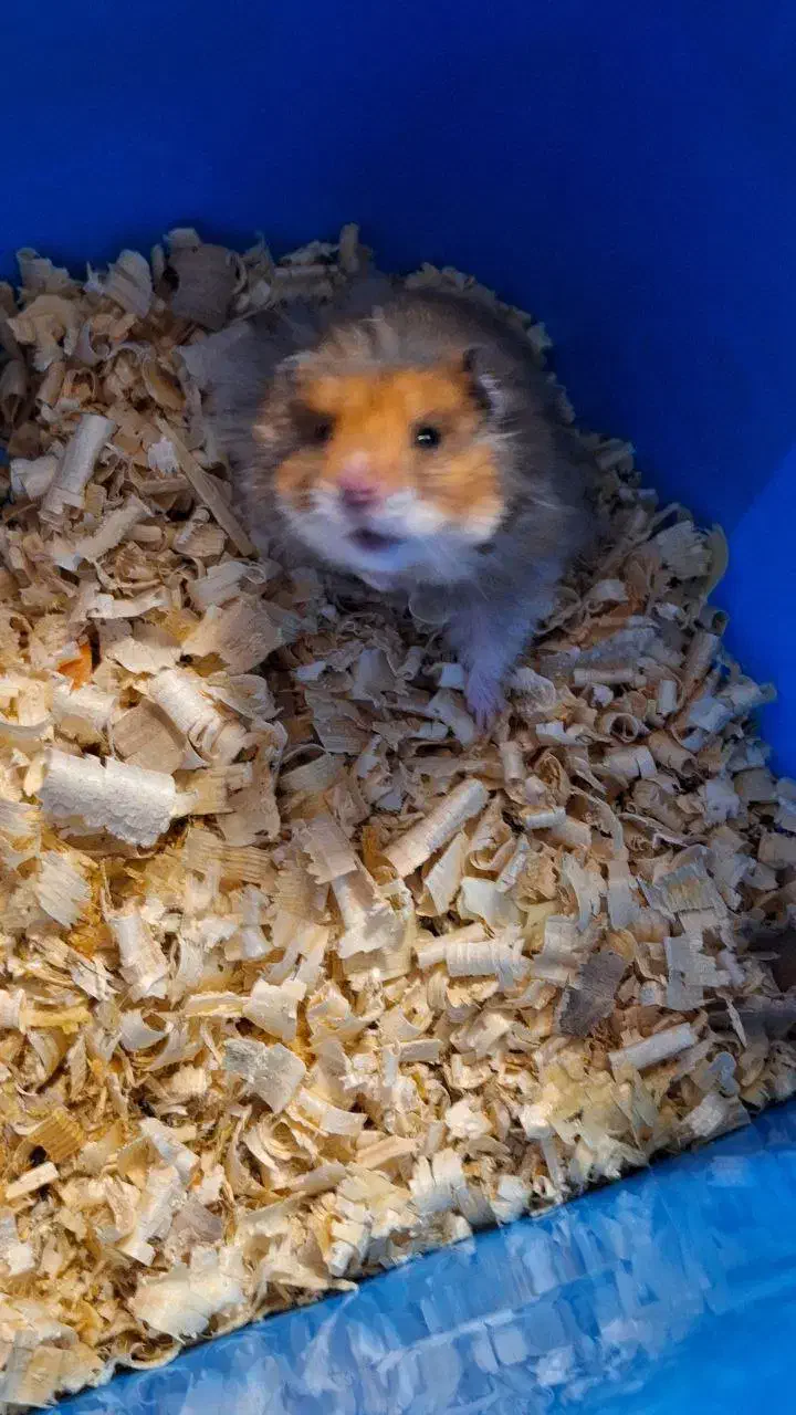 همستر بازیگوش|موش و خرگوش|فاضل آباد, |دیوار