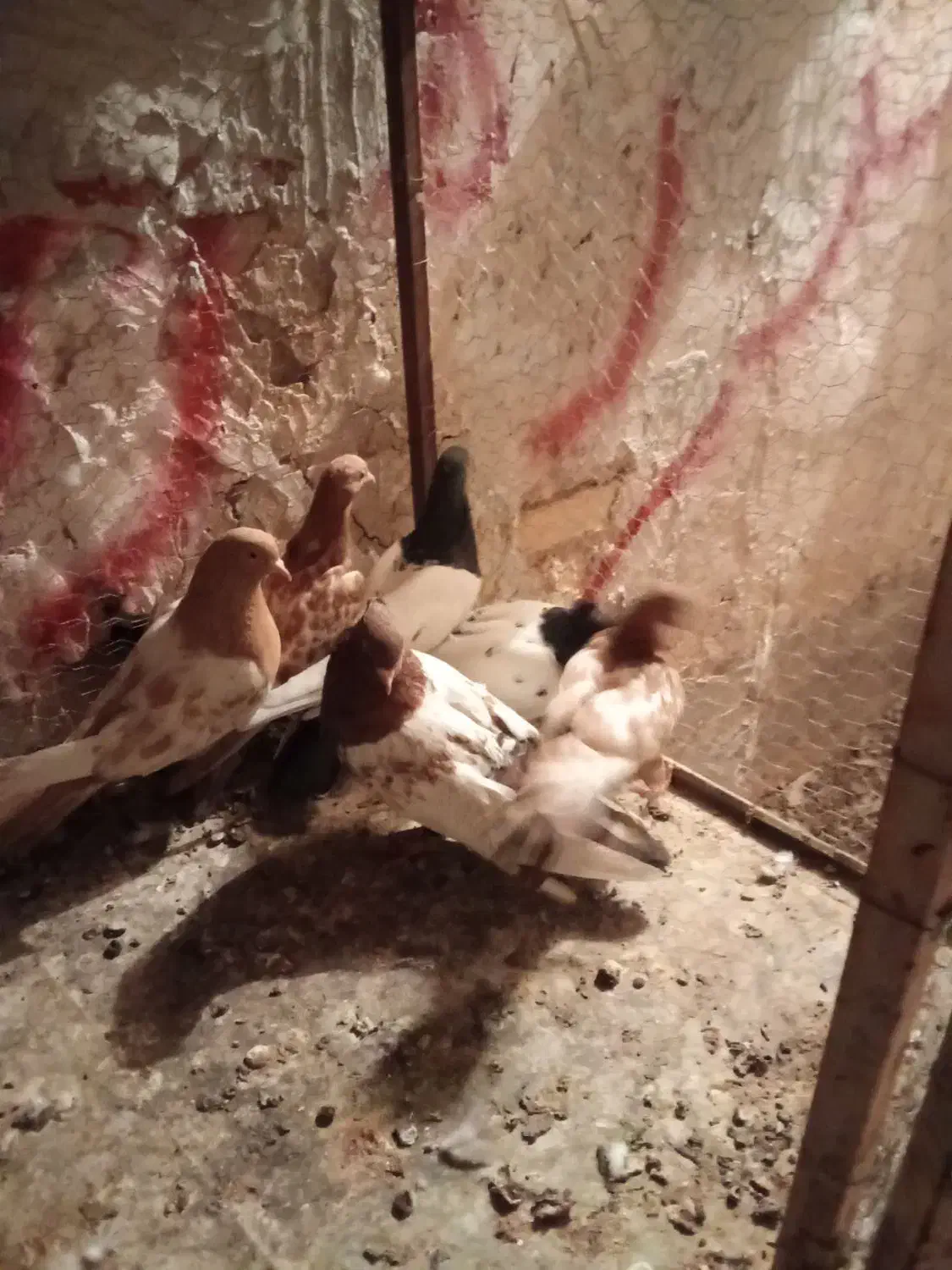 پرنده|پرنده|کشکوئیه, |دیوار