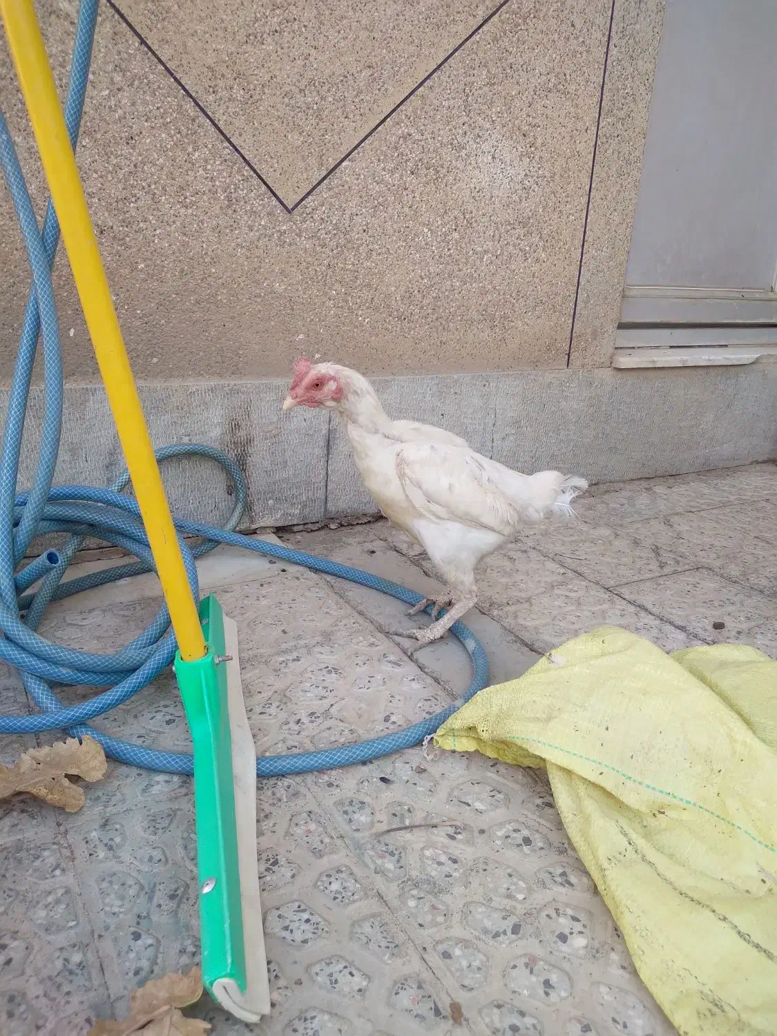 مرغ افغان کرچ|حیوانات مزرعه|خمینی‌شهر, |دیوار