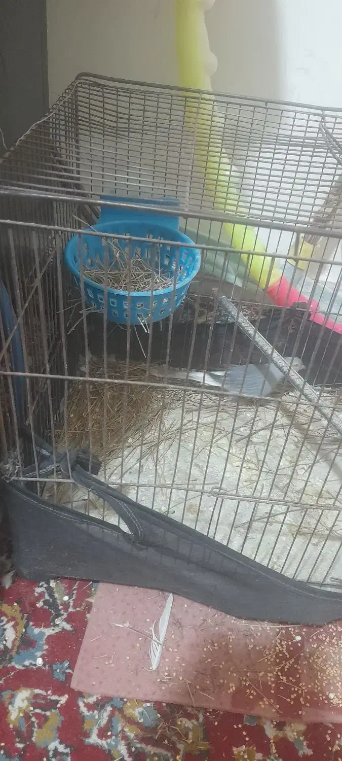 کبوتر زینتی الماسی چینی در چرام|پرنده|چرام, |دیوار