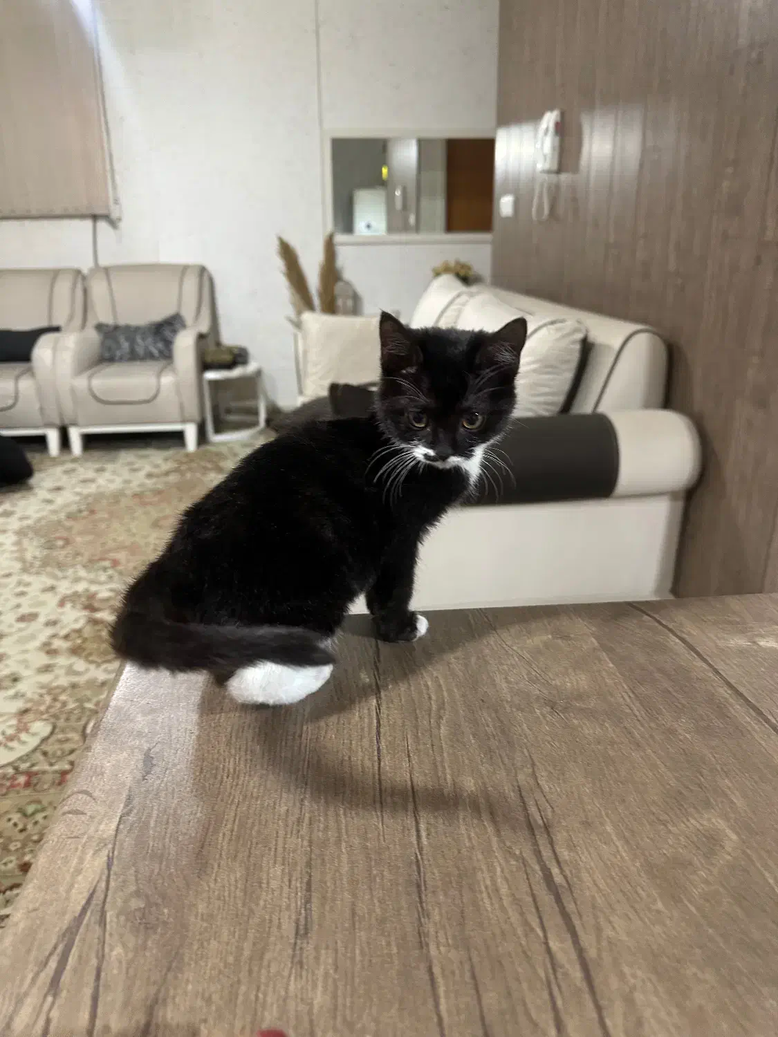 واگزاری توله گربه|گربه|صدرا-فارس, فاز ۲|دیوار