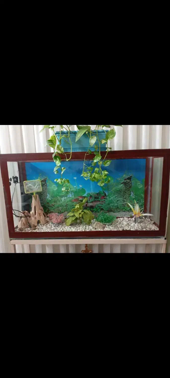 آکواریوم|ماهی|نیشابور, ناسیونال|دیوار