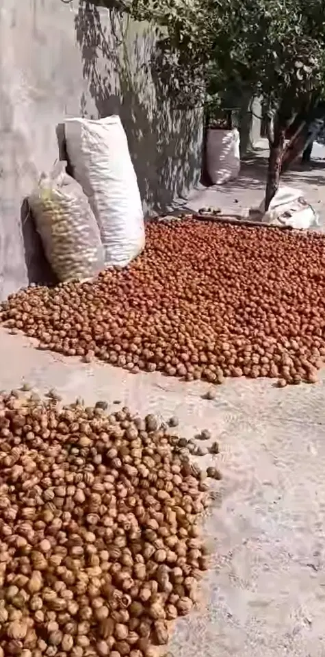 گردو|خوردنی و آشامیدنی|سقز, |دیوار