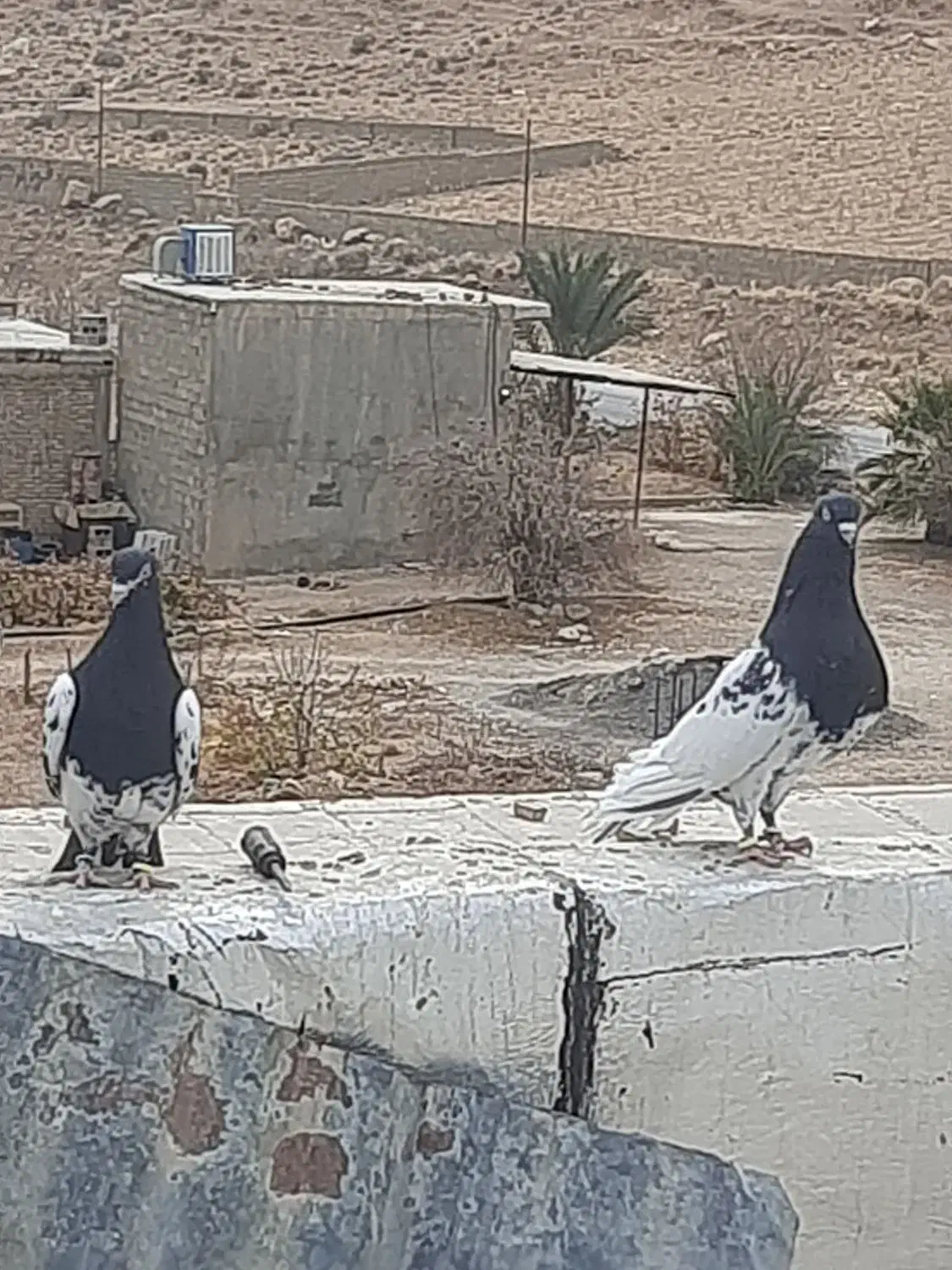 کفتر|پرنده|شیراز, کوشک بیدک|دیوار