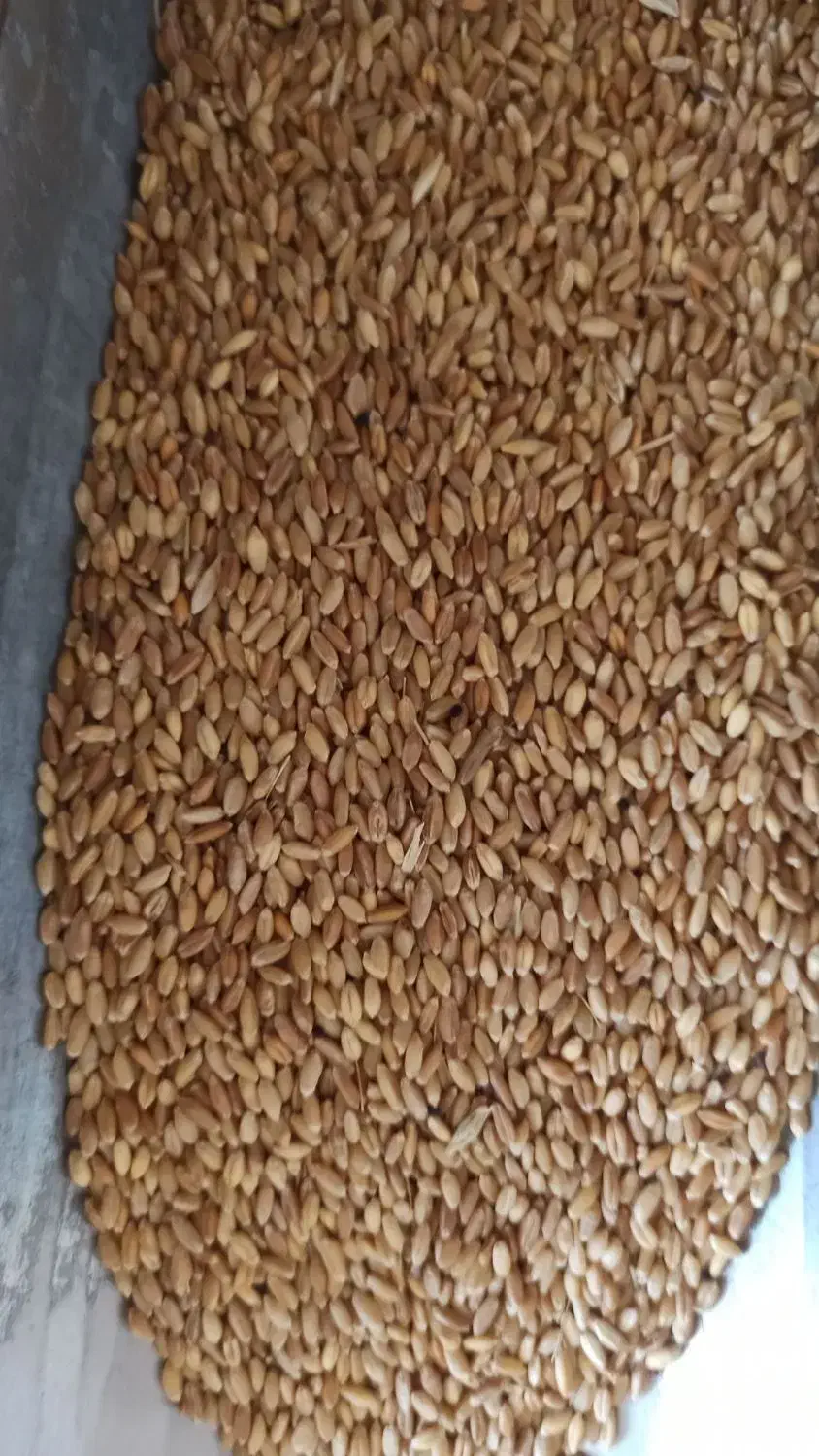 گندم|عمده‌فروشی|رشت, ولکس|دیوار