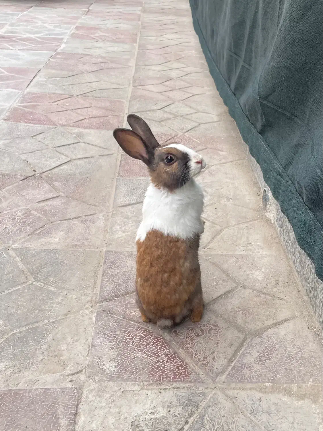 خرگوش|موش و خرگوش|بیرجند, |دیوار