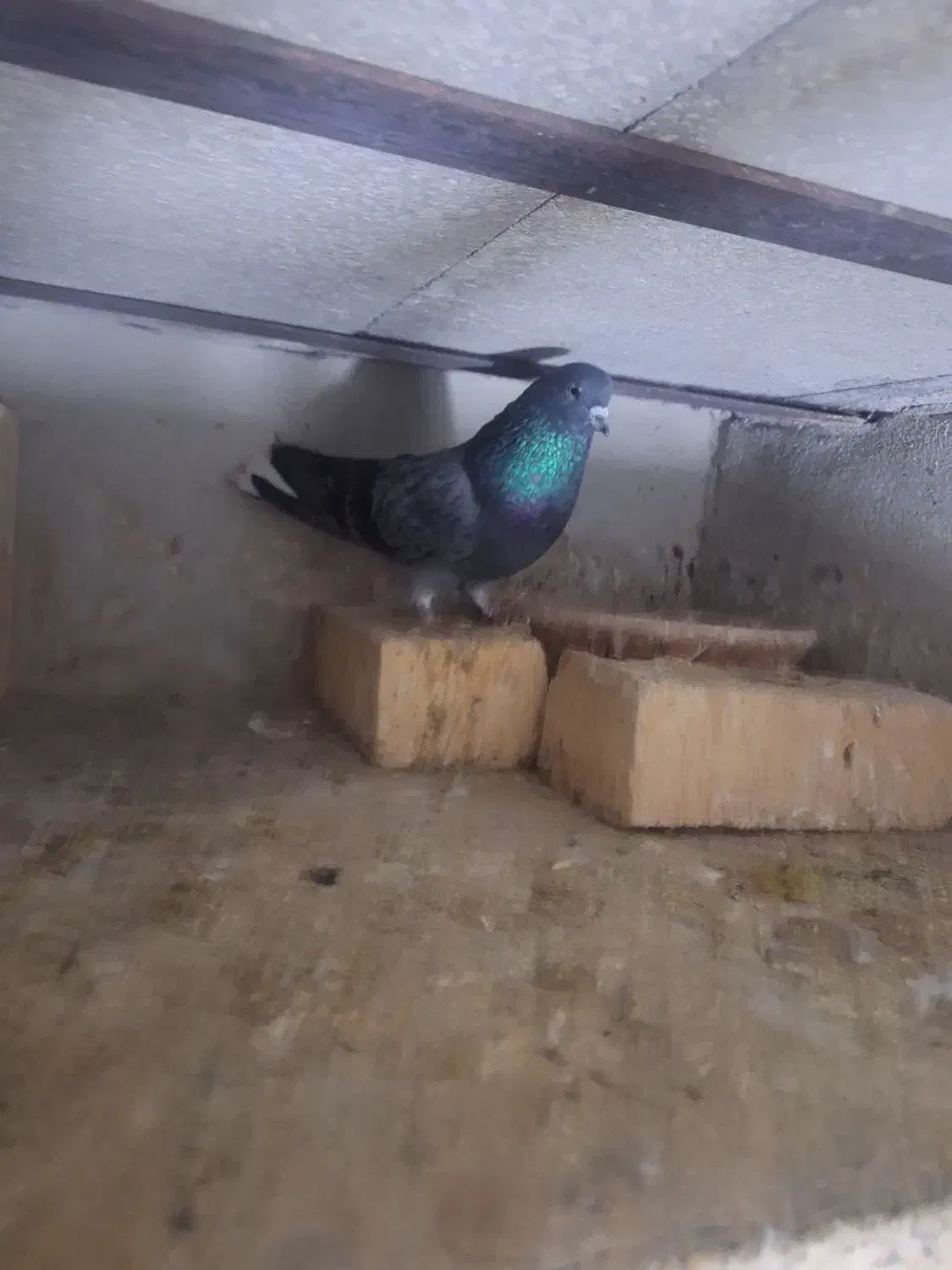 کبوتر|پرنده|قم, هنرستان|دیوار