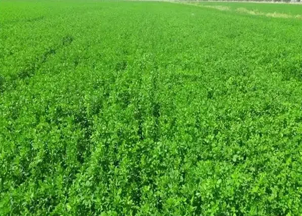 یونجه سبز|لوازم جانبی حیوانات|چمران, |دیوار