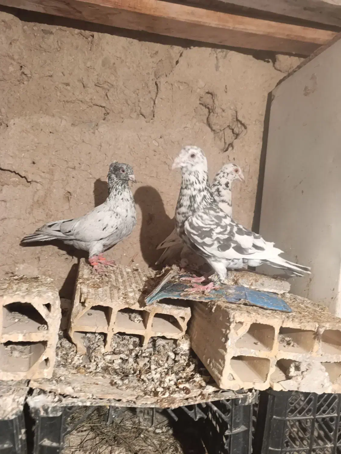 کبوترمقبول|پرنده|بجنورد, |دیوار