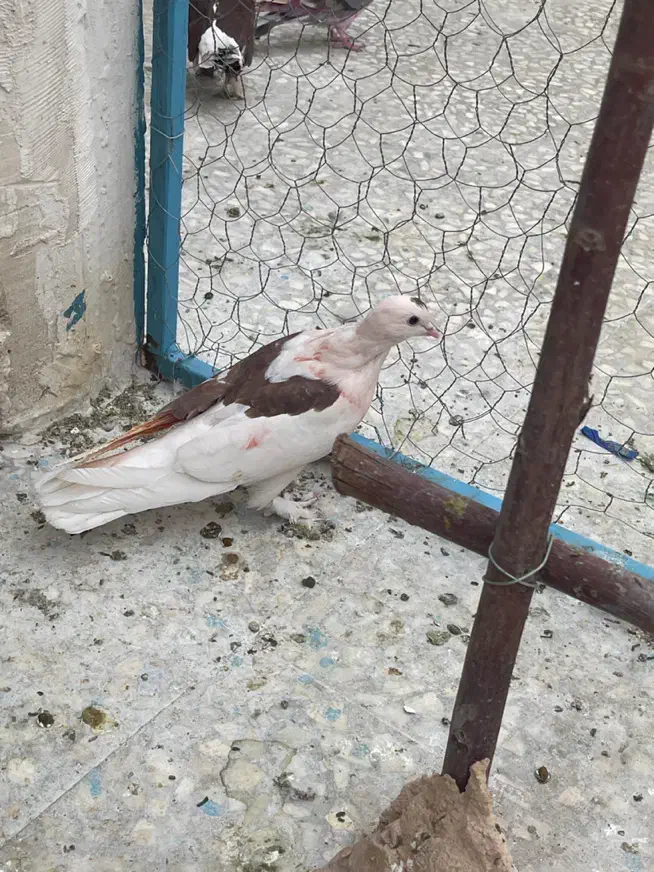 کبوتر گمشده|پرنده|قم, انصار‌الحسین|دیوار