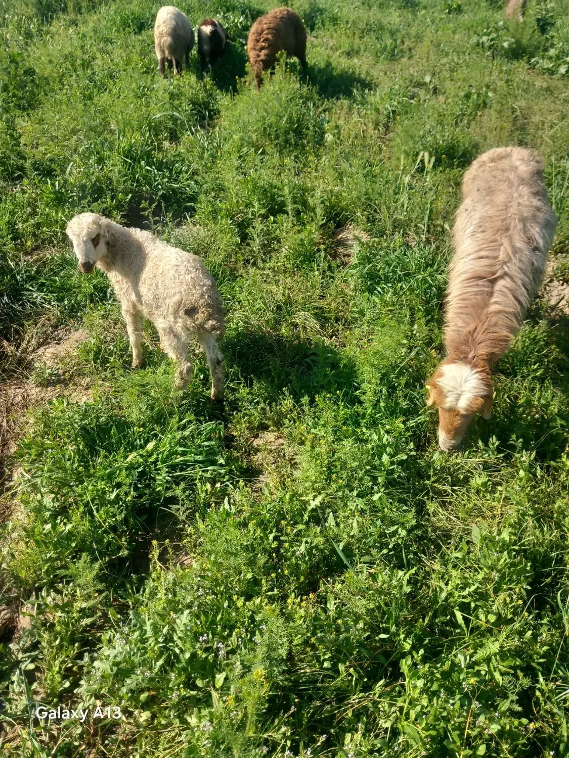 میش بره دار|حیوانات مزرعه|مشهد, شهرک امام سجاد|دیوار
