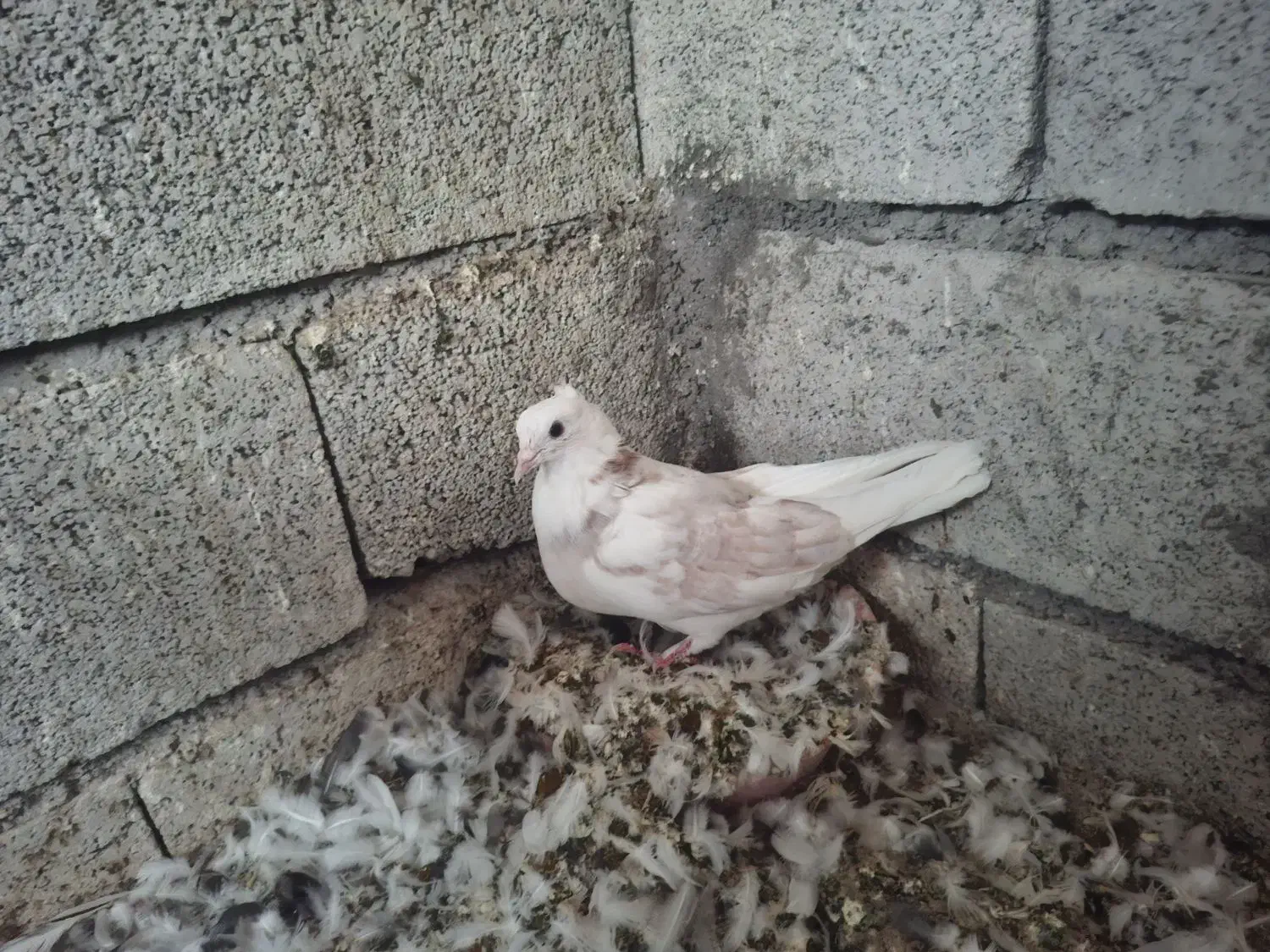 کبوتر جوجه|پرنده|ماکو, |دیوار