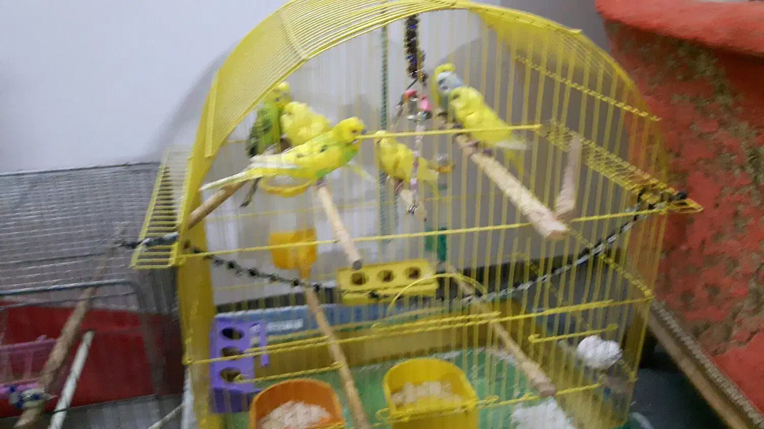 مرع عشق|پرنده|خوی, |دیوار