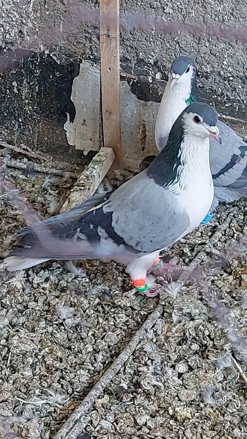 صیدبوم بلند|پرنده|تربت‌حیدریه, یحیی آباد|دیوار