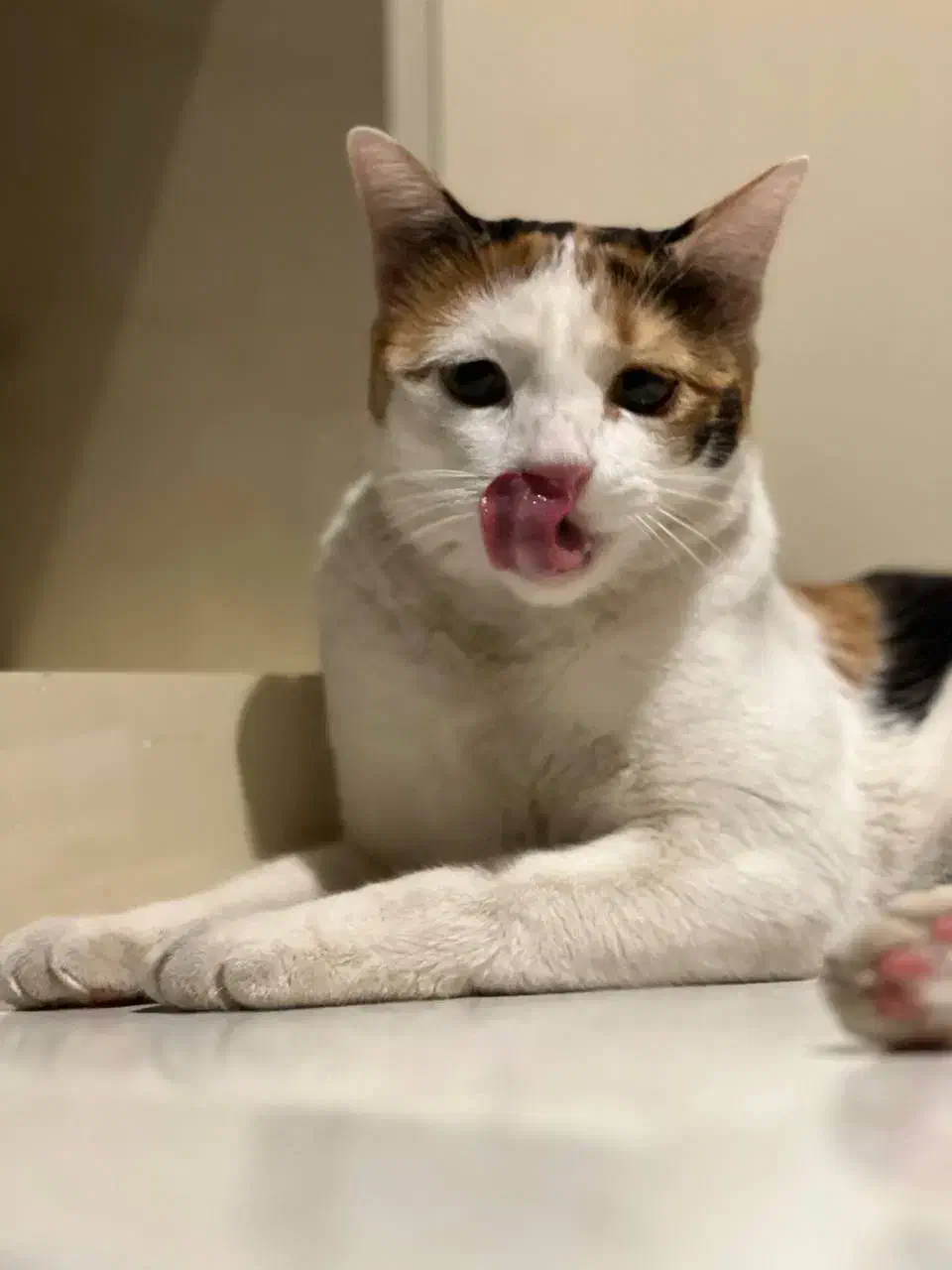 واگذاری حیوان خانگی «پوپک»|گربه|قم, شهرک قدس|دیوار