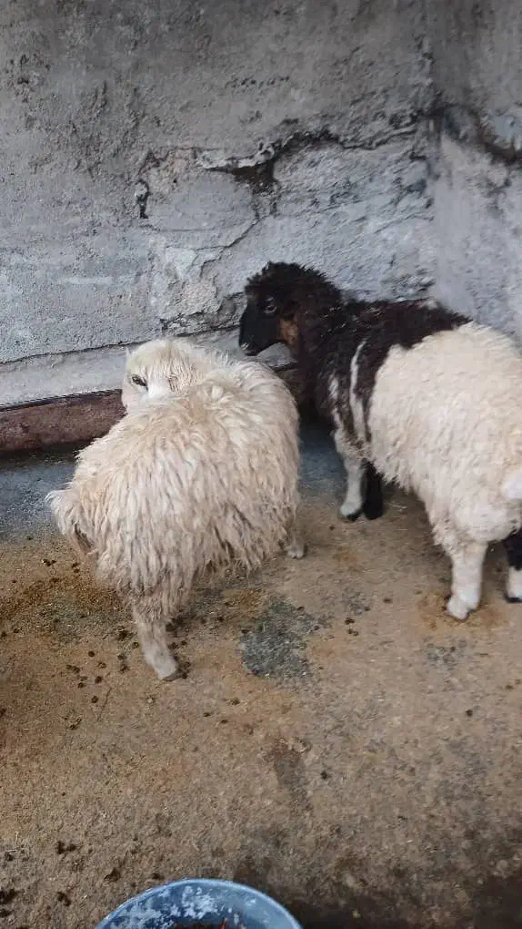 گوسفند پرواری|حیوانات مزرعه|ایوان, |دیوار