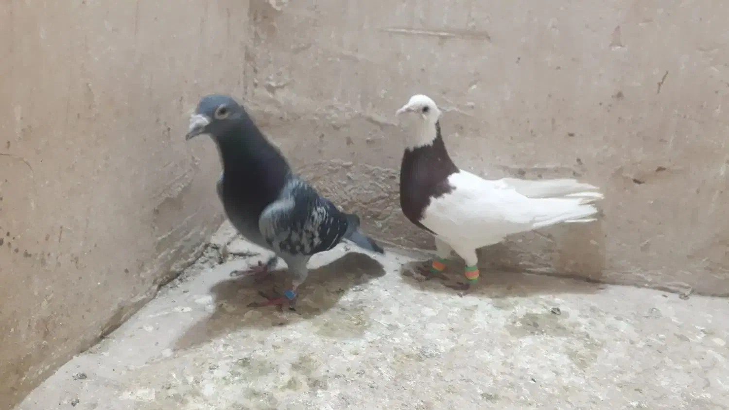 کفتر صید|پرنده|مشهد, رده|دیوار