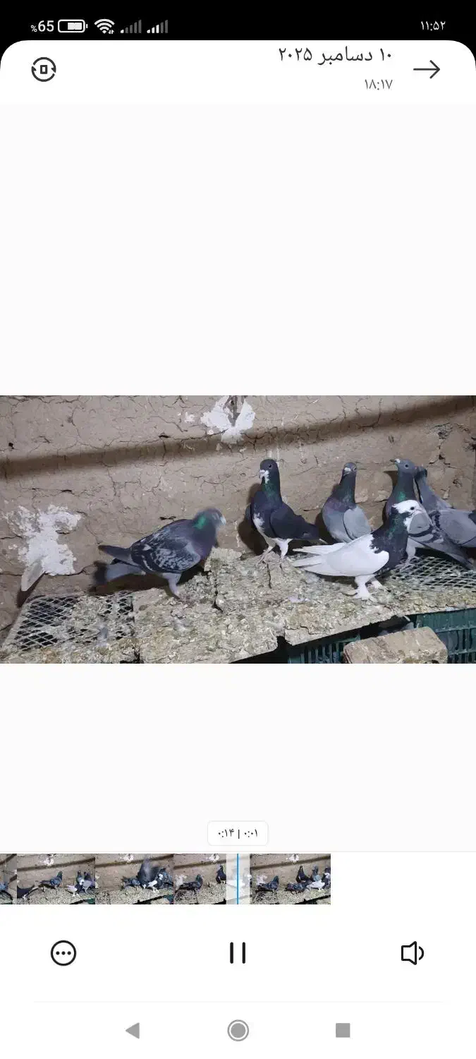 کبوتر دورگ|پرنده|ششده و قره بلاغ, |دیوار