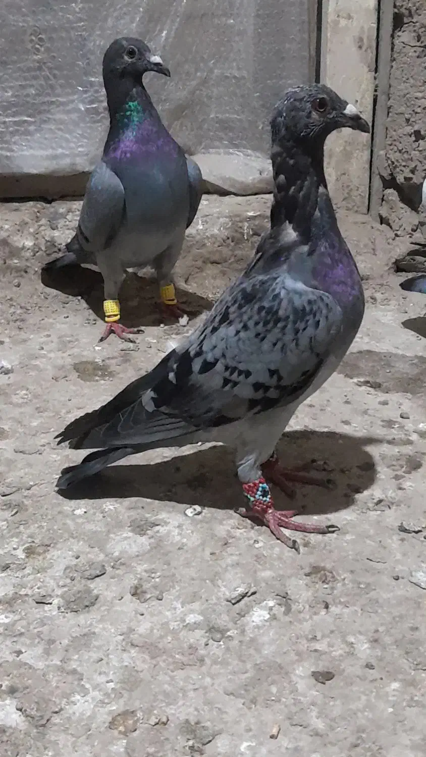 آلمانی خارجی|پرنده|گنبد کاووس, |دیوار