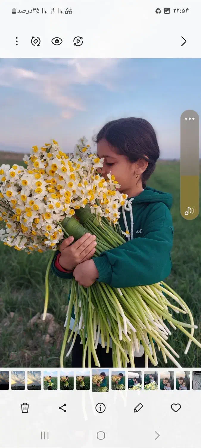 گل نرگس پیاز امسال|خدمات باغبانی و درختکاری|بهبهان, |دیوار